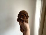Erkek Red Toy Poodle Yavrumuz