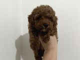 Erkek Red Toy Poodle yavrumuz