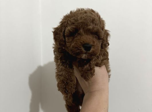 Erkek Red Toy Poodle Yavrumuz