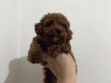 Erkek Red Toy Poodle Yavrumuz