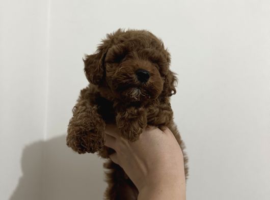 Erkek Red Toy Poodle Yavrumuz görsel