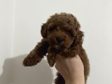 Erkek Red Toy Poodle Yavrumuz