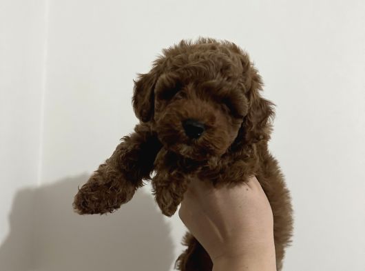 Erkek Red Toy Poodle Yavrumuz görsel