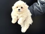 Petmode köpek çiftliğinden kore kan maltese yavrularımız