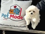 Petmode Köpek Çiftliğinden Kore Kan Maltese Yavrularımız