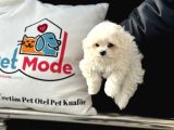 Petmode Köpek Çiftliğinden Kore Kan Maltese Yavrularımız