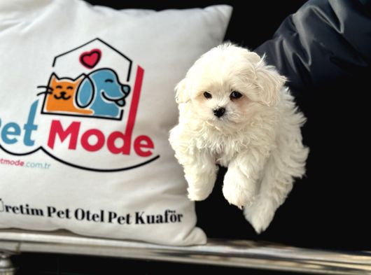 Petmode Köpek Çiftliğinden Kore Kan Maltese Yavrularımız görsel