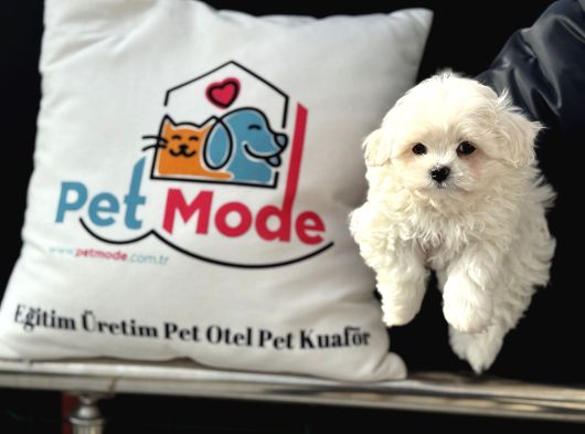 Petmode Köpek Çiftliğinden Kore Kan Maltese Yavrularımız görsel
