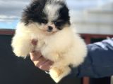 Petmode Köpek Çiftliğinden Teddy Face Pomeranian Yavrular