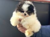 Petmode Köpek Çiftliğinden Teddy Face Pomeranian Yavrular