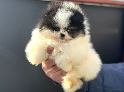 Petmode Köpek Çiftliğinden Teddy Face Pomeranian Yavrular görsel