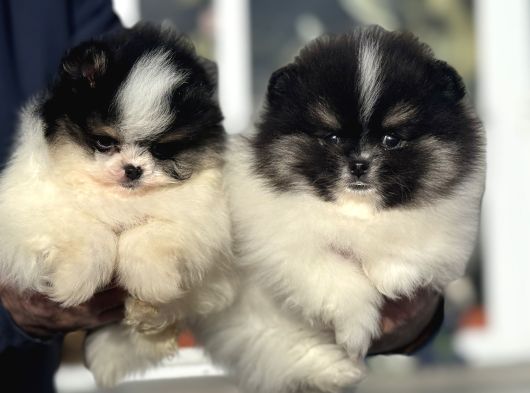 Petmode Köpek Çiftliğinden Teddy Face Pomeranian Yavrular görsel
