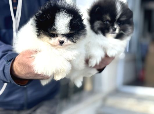 Petmode Köpek Çiftliğinden Teddy Face Pomeranian Yavrular
