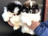 Petmode Köpek Çiftliğinden Teddy Face Pomeranian Yavrular