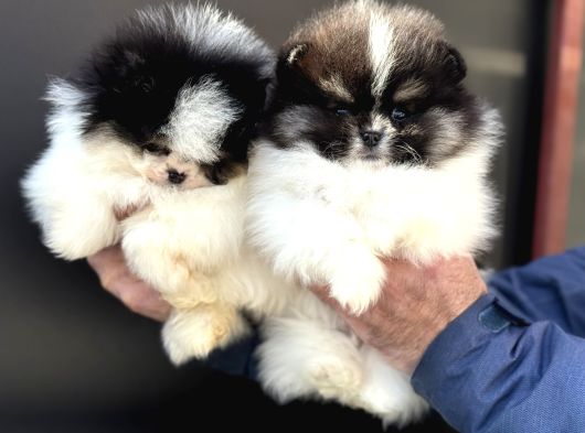 Petmode Köpek Çiftliğinden Teddy Face Pomeranian Yavrular görsel