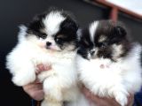 Petmode Köpek Çiftliğinden Teddy Face Pomeranian Yavrular