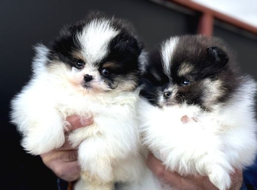 Petmode Köpek Çiftliğinden Teddy Face Pomeranian Yavrular görsel