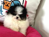 Petmode Köpek Çiftliğinden Teddy Face Pomeranian Yavrular
