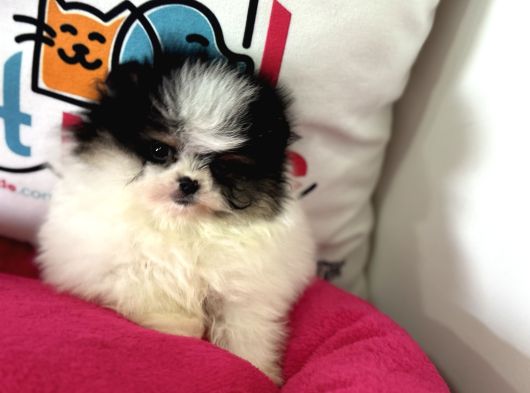 Petmode Köpek Çiftliğinden Teddy Face Pomeranian Yavrular görsel