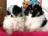 Petmode Köpek Çiftliğinden Teddy Face Pomeranian Yavrular