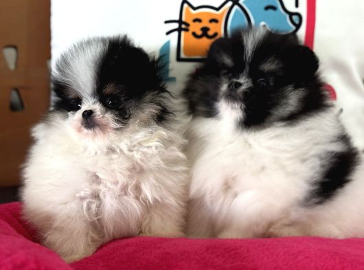 Petmode Köpek Çiftliğinden Teddy Face Pomeranian Yavrular görsel
