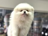 Petmode Köpek Çiftliğinden Teddy Face Pomeranian Yavrular