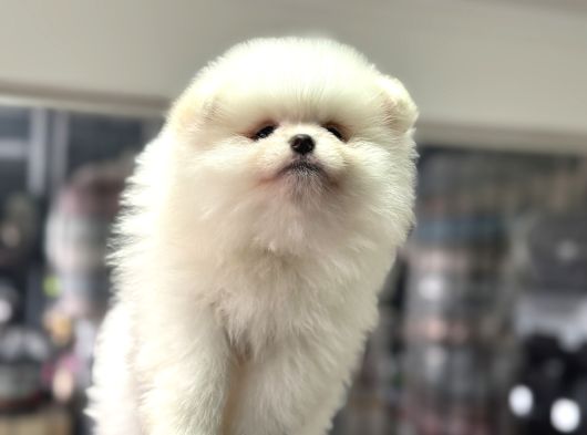 Petmode Köpek Çiftliğinden Teddy Face Pomeranian Yavrular görsel