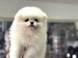 Petmode Köpek Çiftliğinden Teddy Face Pomeranian Yavrular