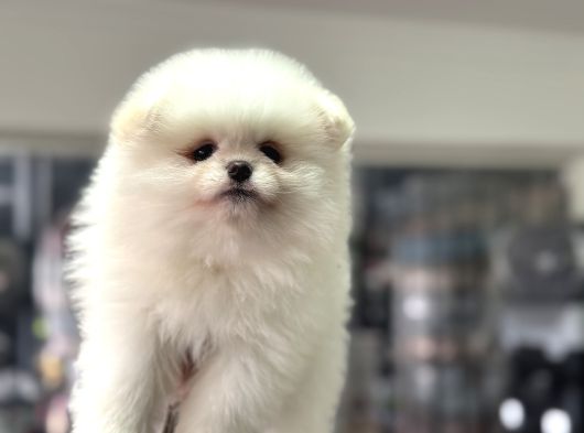Petmode Köpek Çiftliğinden Teddy Face Pomeranian Yavrular görsel