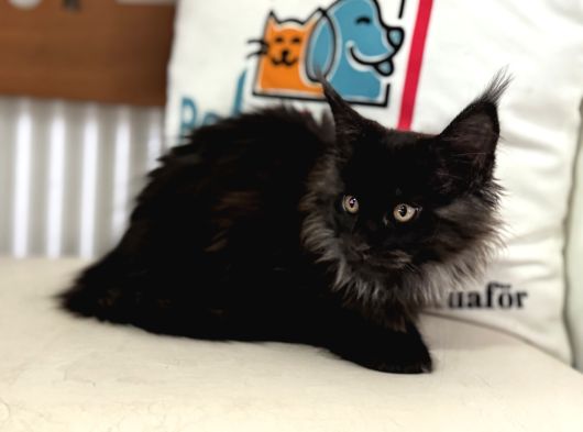 Ankaranın En Seçkin Black Smoke Maine Coon Yavruları görsel