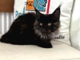 Ankaranın En Seçkin Black Smoke Maine Coon Yavruları