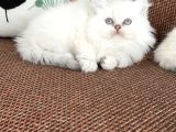 British Longhair Sevenlere Bebeklerim