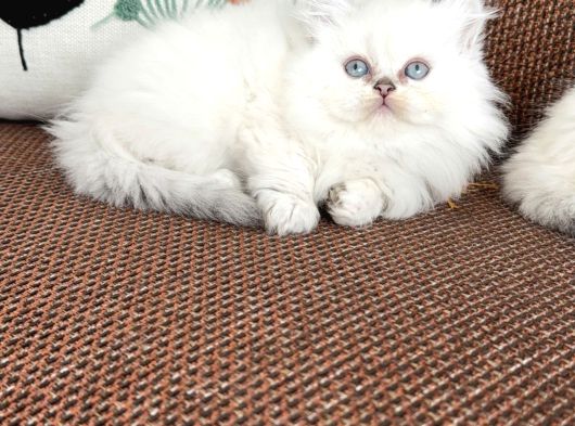British Longhair Sevenlere Bebeklerim görsel