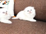 British Longhair Sevenlere Bebeklerim