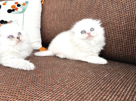 British Longhair Sevenlere Bebeklerim görsel