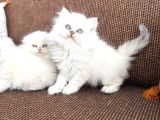 British Longhair sevenlere bebeklerim