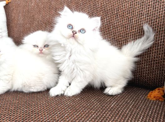 British Longhair Sevenlere Bebeklerim