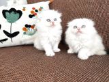 British Longhair Sevenlere Bebeklerim