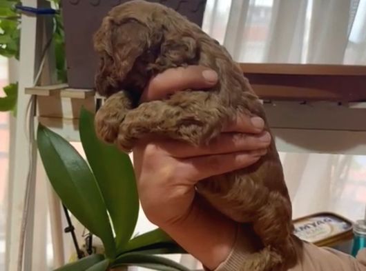Ev Doğumlu Sağlık Garantili Orjinal Poodle Kuzular görsel