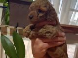 Ev Doğumlu Sağlık Garantili Orjinal Poodle Kuzular