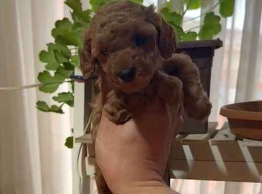 Ev Doğumlu Sağlık Garantili Orjinal Poodle Kuzular görsel