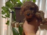 Ev Doğumlu Sağlık Garantili Orjinal Poodle Kuzular