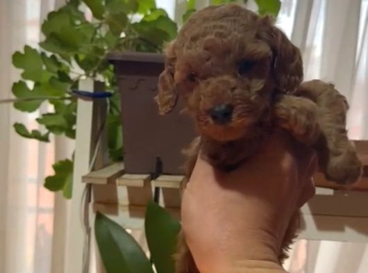 Ev Doğumlu Sağlık Garantili Orjinal Poodle Kuzular