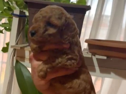 Ev Doğumlu Sağlık Garantili Orjinal Poodle Kuzular görsel