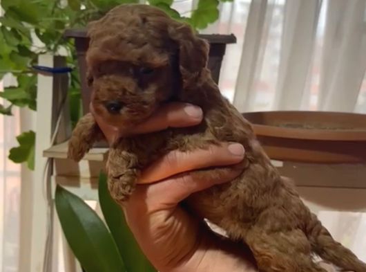 Ev Doğumlu Sağlık Garantili Orjinal Poodle Kuzular görsel