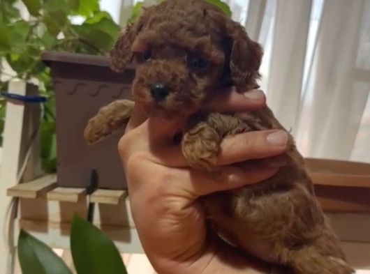 Ev Doğumlu Sağlık Garantili Orjinal Poodle Kuzular görsel