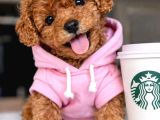 Toy Poodle Sevi̇mli̇ Yavrular Ev Üreti̇mi̇