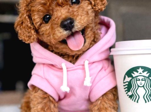Toy Poodle Sevi̇mli̇ Yavrular Ev Üreti̇mi̇ görsel