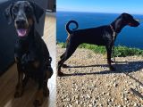 Tesli̇me Hazir European Doberman Yavrulari Izmir