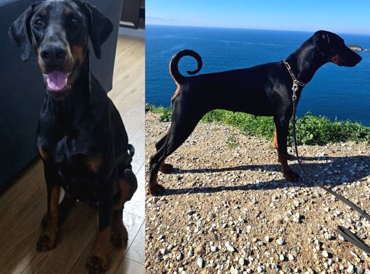 Tesli̇me Hazir European Doberman Yavrulari Izmir görsel